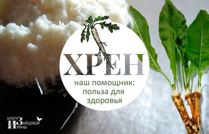 Хрен рецепт приготовления классический: как приготовить в домашних условиях без варки на зиму, тертый, натуральный, как сделать, как замариновать