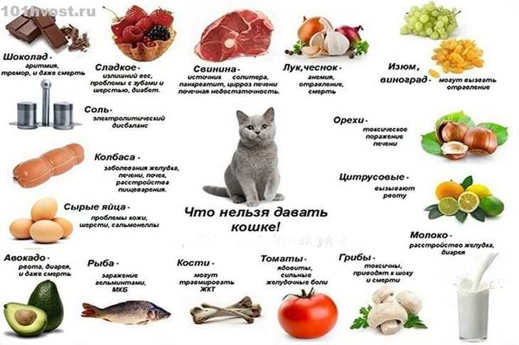 Как и сколько варить куриные желудки до готовности и мягкости в кастрюле