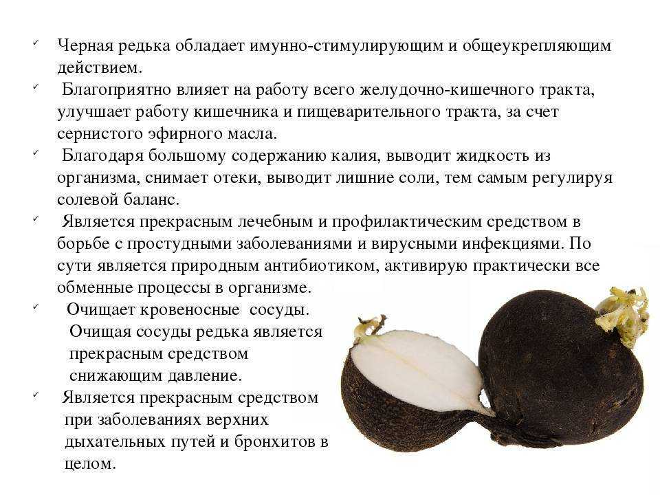 Черная редька с медом от простуды