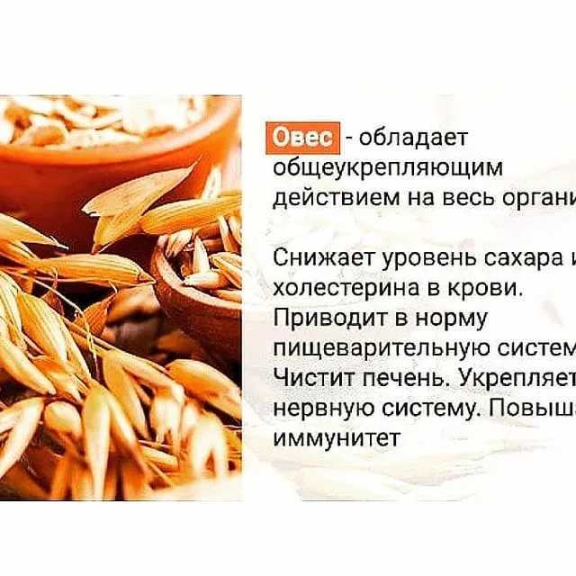 Отвар овса: польза, вред и лечебные рецепты применения