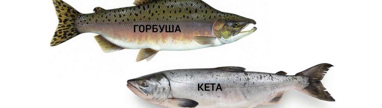 Кижуч слабосоленый