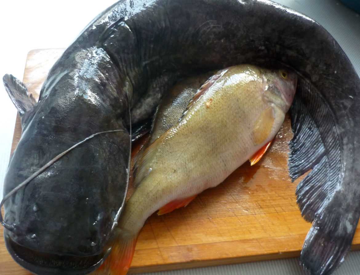 Как вкусно приготовить сома в духовке