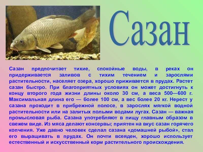 Уха из сазана пошаговый рецепт быстро и просто от юлии косич