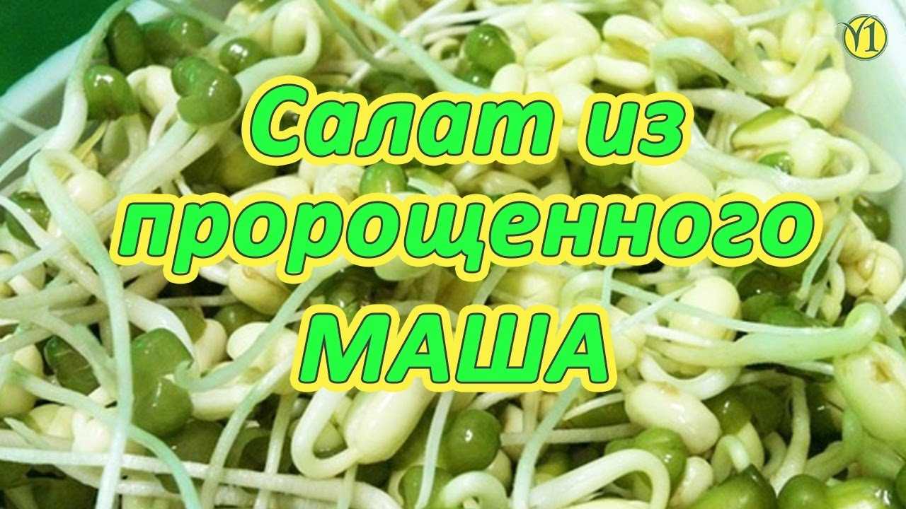 Салат из пророщенного маша: 2 рецепта на выбор