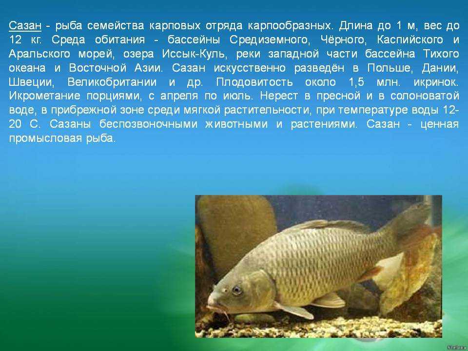 Уха из сазана