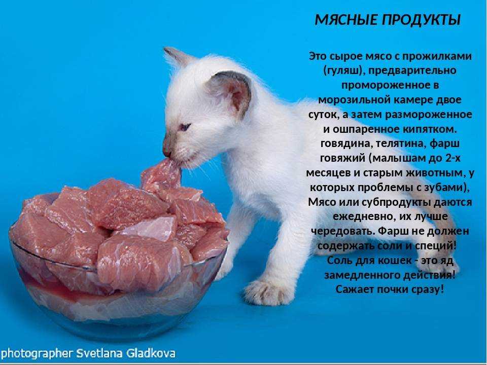 Куриные желудки рецепт мариновать — кулинария, рецепты