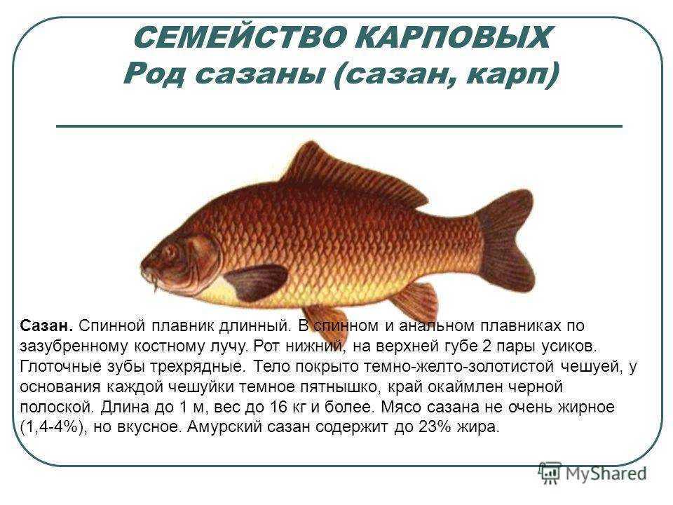 Сазан (карп обыкновенный) – описание, виды, чем питается, фото