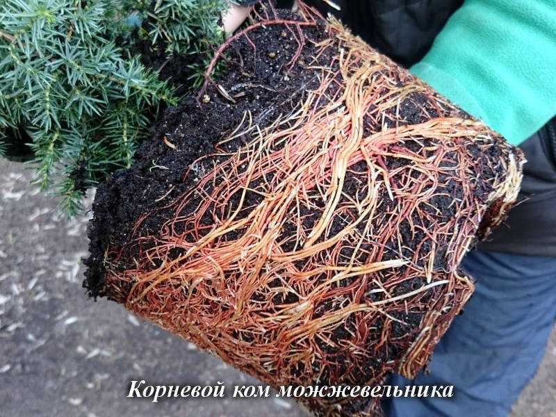 Простое блюдо в кулинарии - пюре с яйцом и молоком в домашних условиях, но при его приготовлении также используются некоторые хитрости Этот гарнир подходит практически для всех блюд