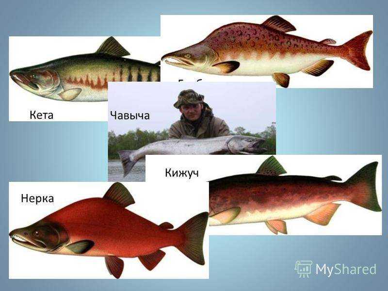 Как засолить кижуч вкусно и правильно в домашних условиях – рецепты с фото