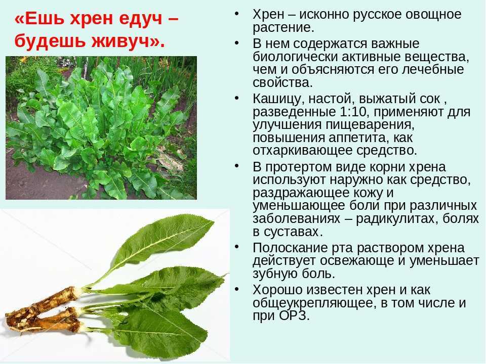 Хрен польза и вред для здоровья организма. применение в народной медицине